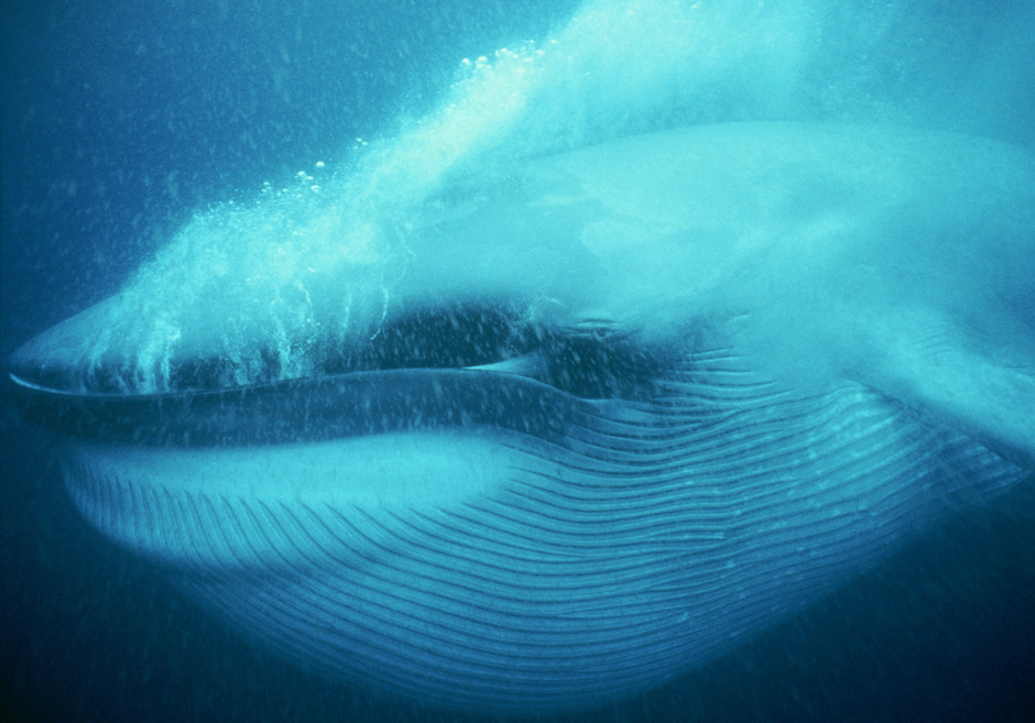 https://www.barnistan.se/wp-content/uploads/2024/06/Blue_Whale_feeding_underwater.jpg